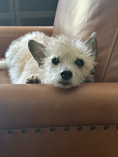 Tootie