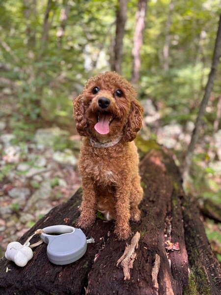 Ellie