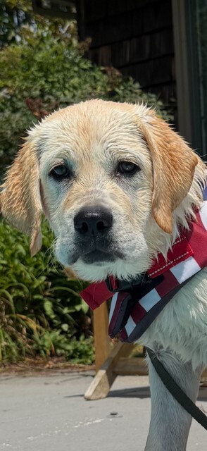 Chessie
