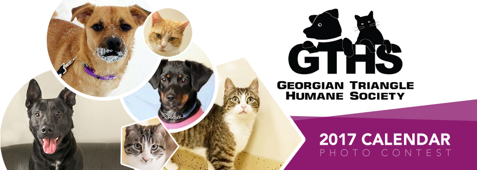 georgian triangle animal shelter