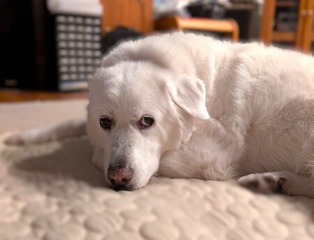 Willow