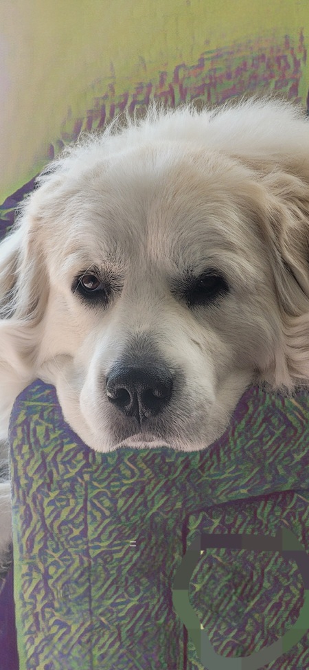 Stella