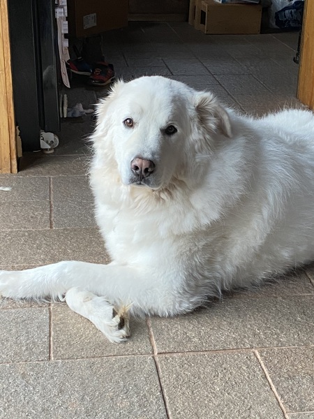 Finn