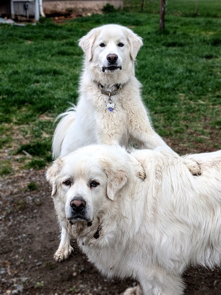 Blueberry & Dandelion 
