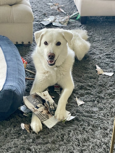 Ryder