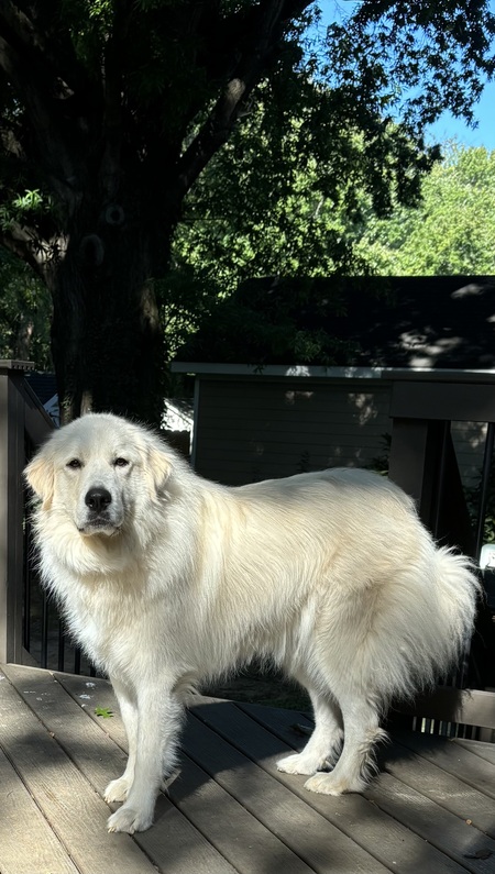 Jolie