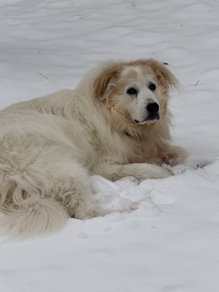 Daisy