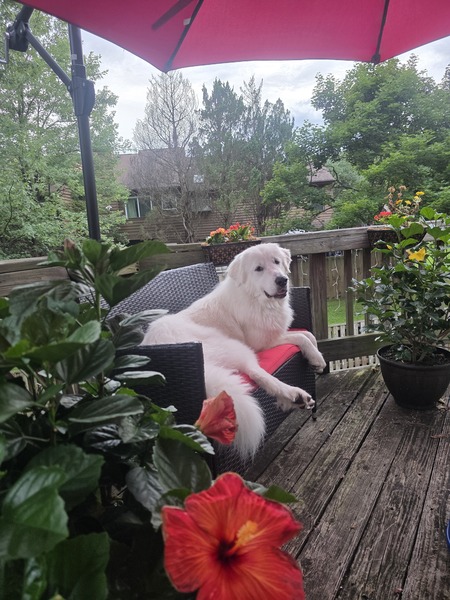 Olaf
