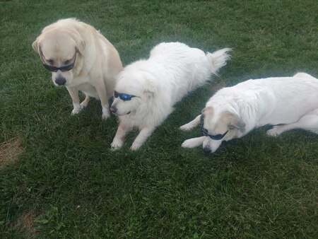 Scout, Corbin and Allie