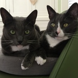 Entry image for Bella and  Smokey