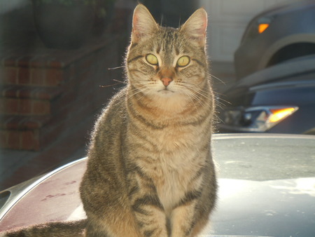 Topcat