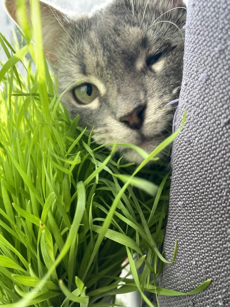 Debbie