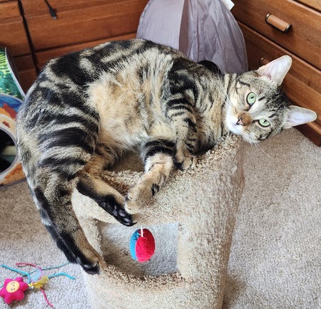 Merlin