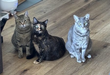 Charming, Nutmeg and Mazikeen