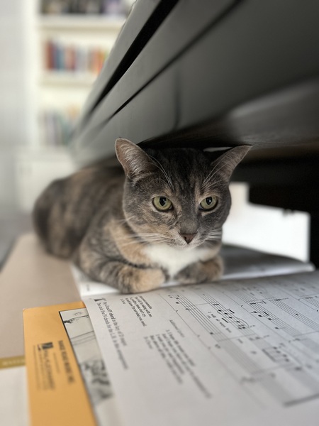 Phoebe 