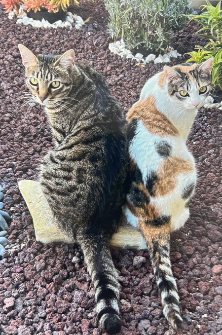 Entry image for Lynx & Rory. Clicking this image will show a larger photo