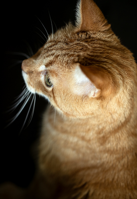 Sam
