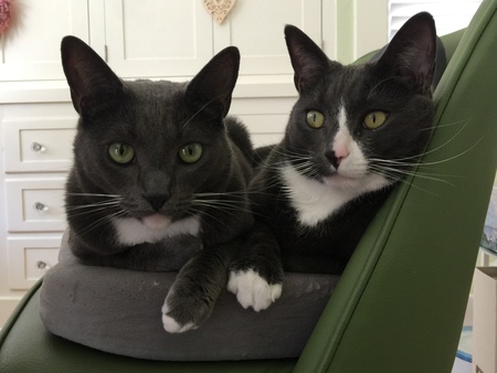 Entry image for Bella and  Smokey. Clicking this image will show a larger photo
