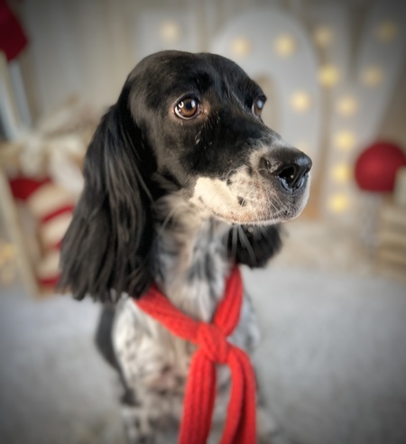 Maya