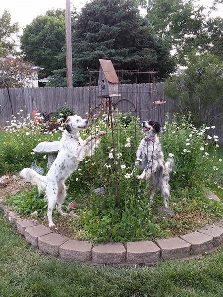 Sadie and Lacie Sedlak