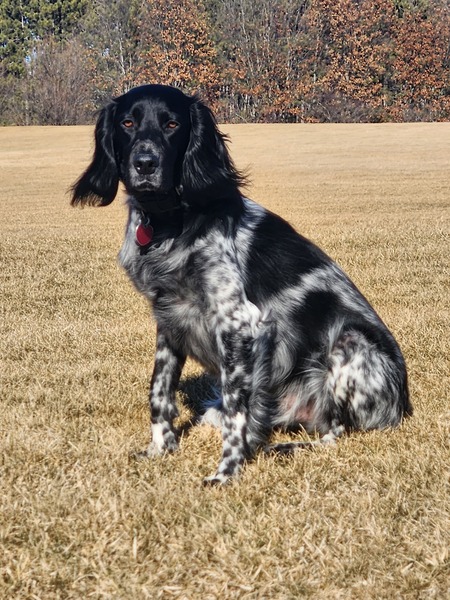 Ryder