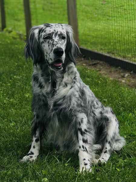 Maya