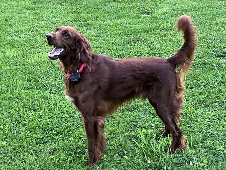 Clancy