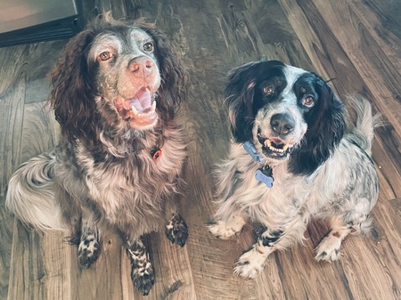 Theo and Griffin Hecht