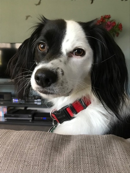 Zoli