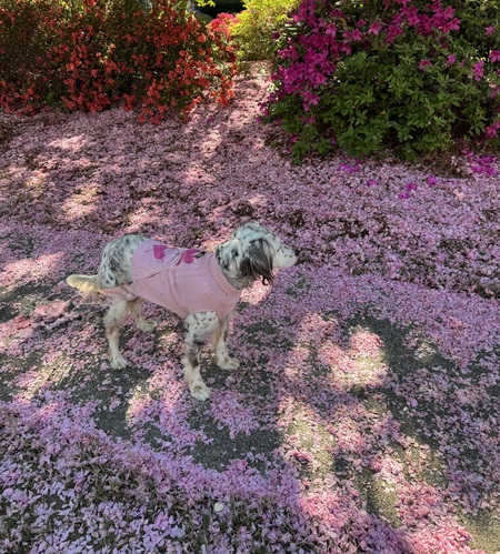 Petals Corr