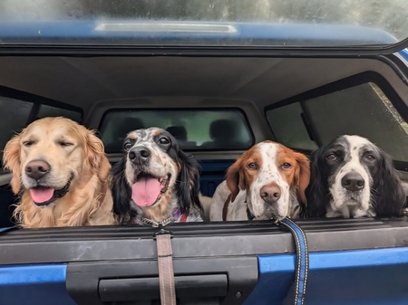 Dewey, Harper Mae, Duke, Rufus