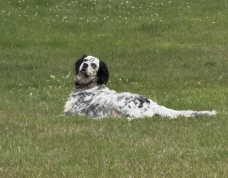 Dixie