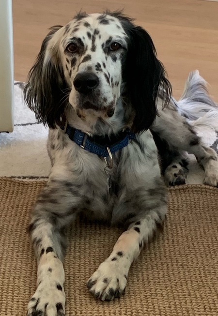 Ruger