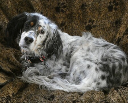 Althea
