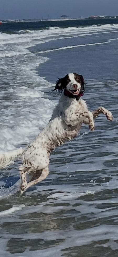 Stella 