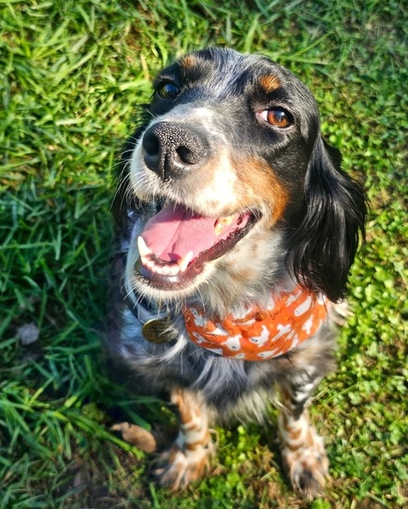 Pepper
