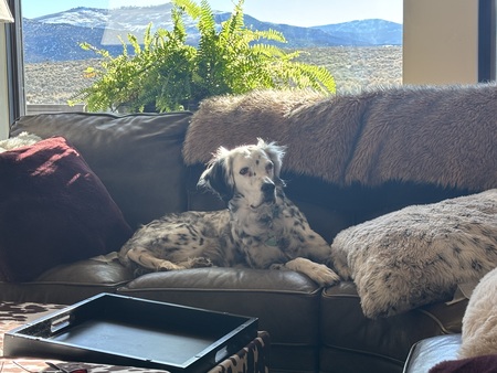 Daisy 