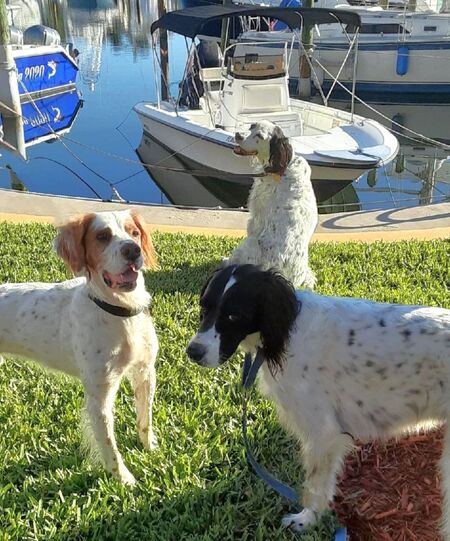 Ralphie, Dash & Enzo