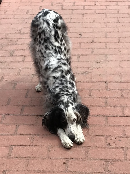 Pepper