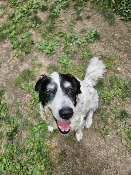 Molly Muffin