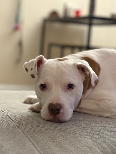 Bodhi