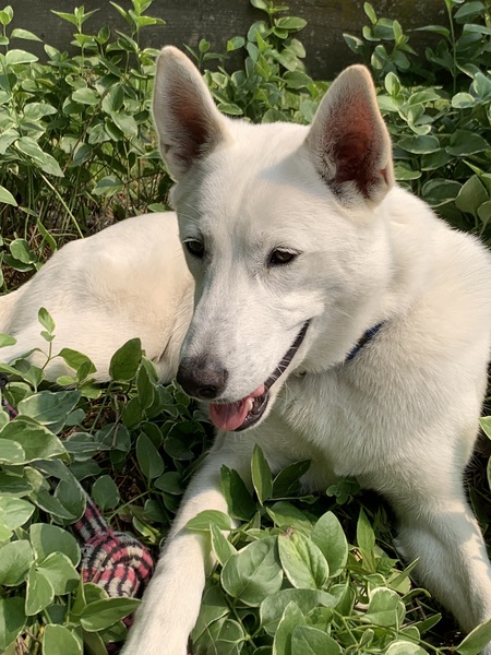 Sitka