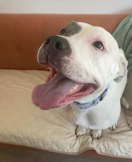 Stella