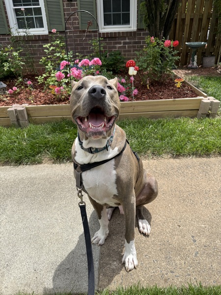 Jet