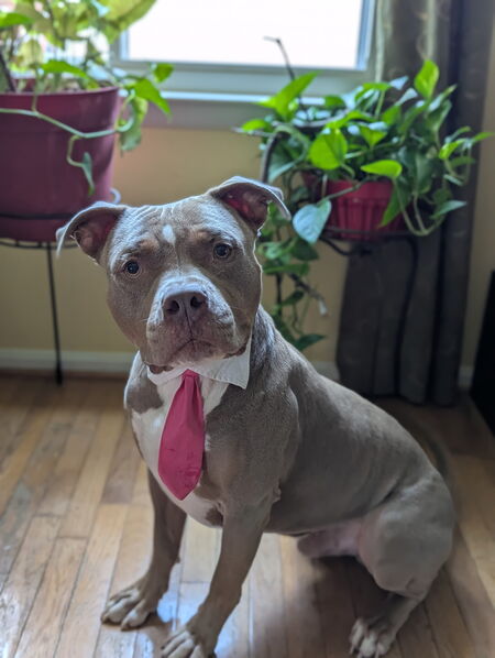 Tyson (Ty-Ty)