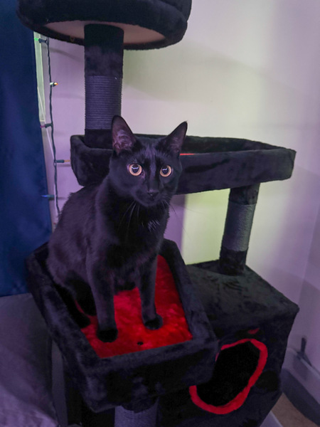 Thackery Binx