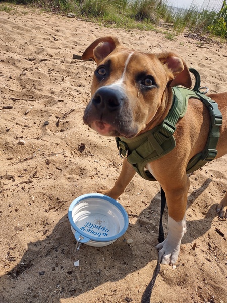 Entry image for Milo. Clicking this image will show a larger photo