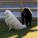 Entry image for Tucker and his sister Gracie