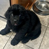 Entry image for Baby Baloo