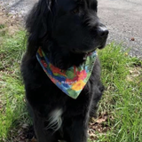 Entry image for Buddy